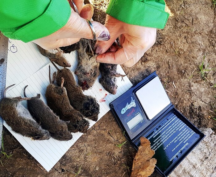отлов грызунов, животное, крыса босави, крысы в курятнике, грызунов