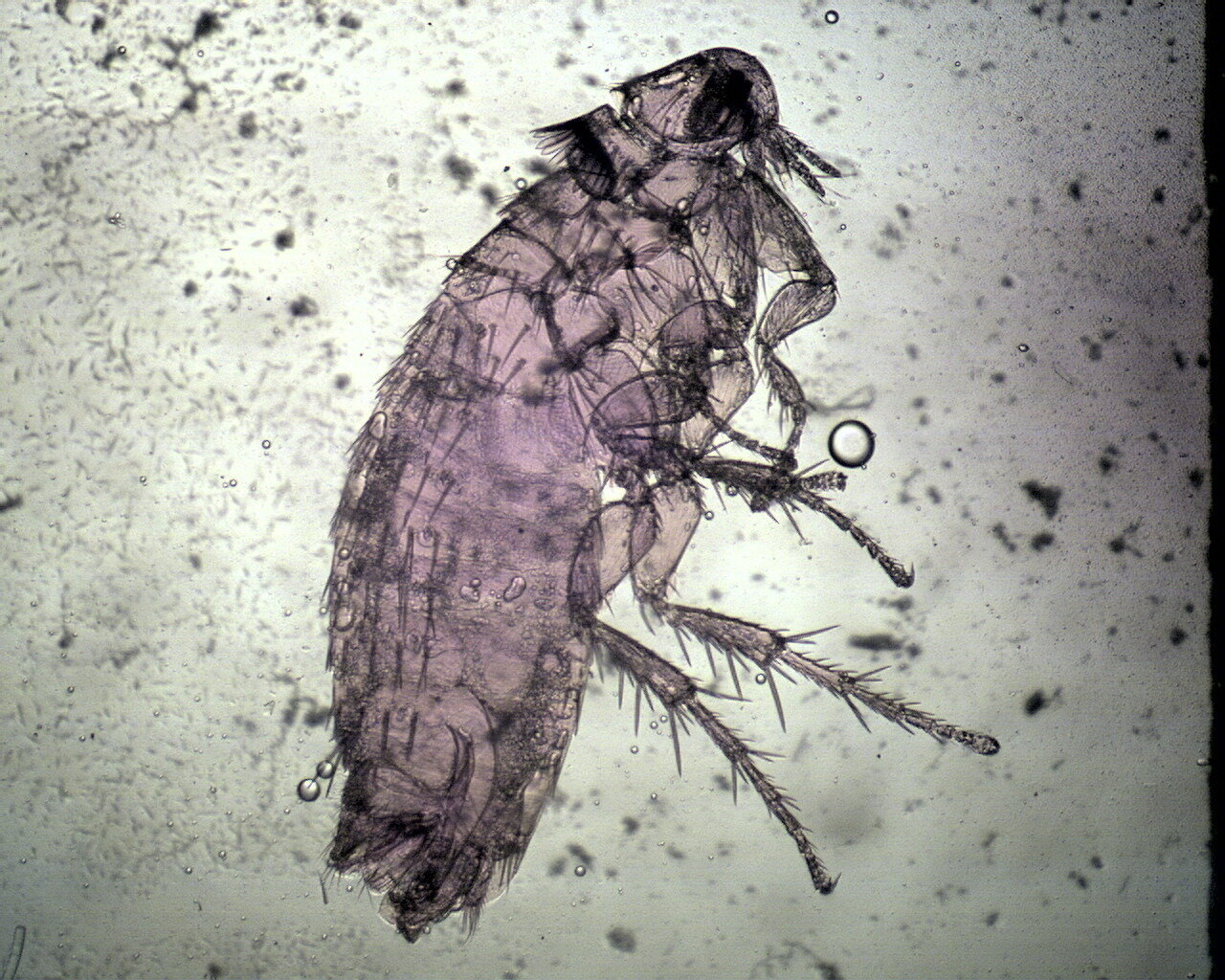 крысиная блоха xenopsylla cheopis, блоха xenopsylla cheopis, ctenophthalmus, silphopsyllus desmanae, блоха chaetopsylla setosa