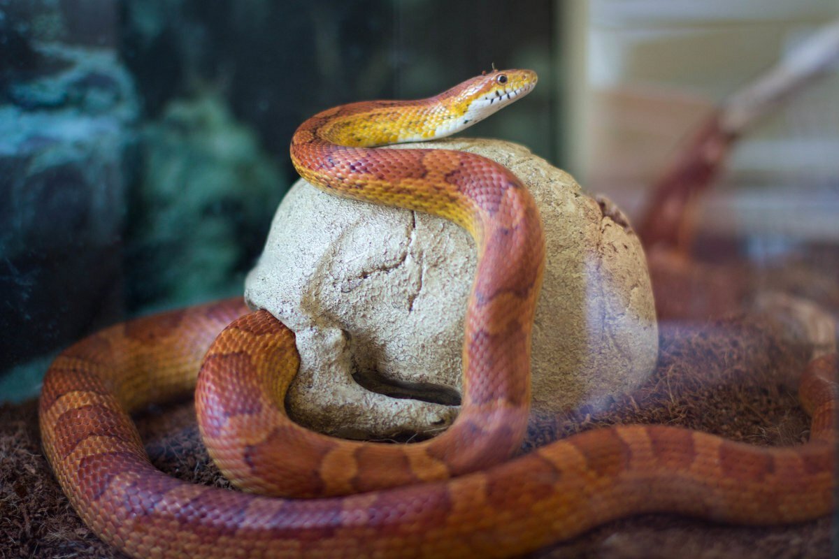 маисовый полоз, маисовый полоз белый, змея маисовый полоз, маисовый полоз самец, маисовый полоз морфы hypo