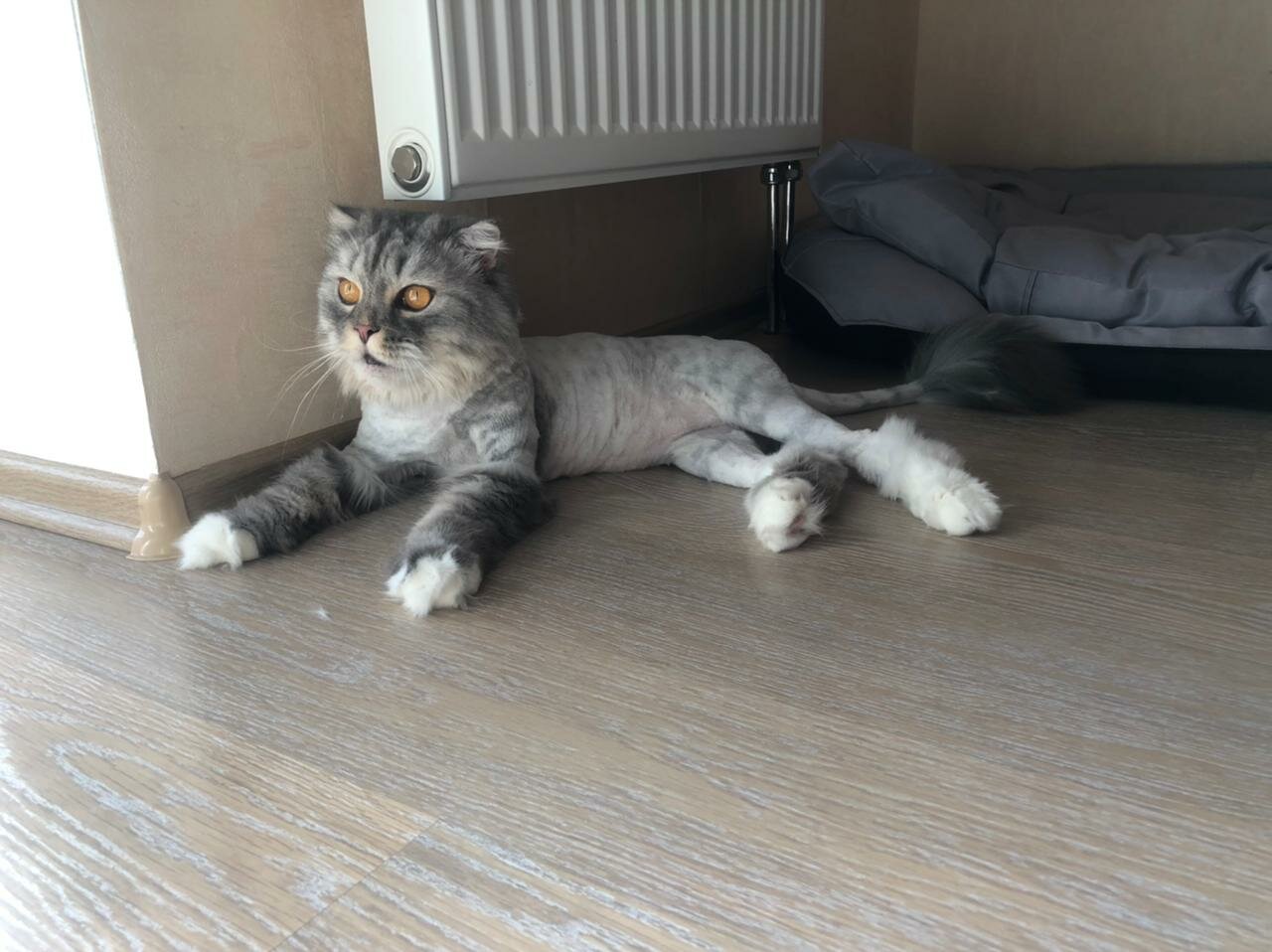 шотландская короткошёрстная кошка вислоухая, шотландская вислоухая кошка, кошка, кошечка, котик
