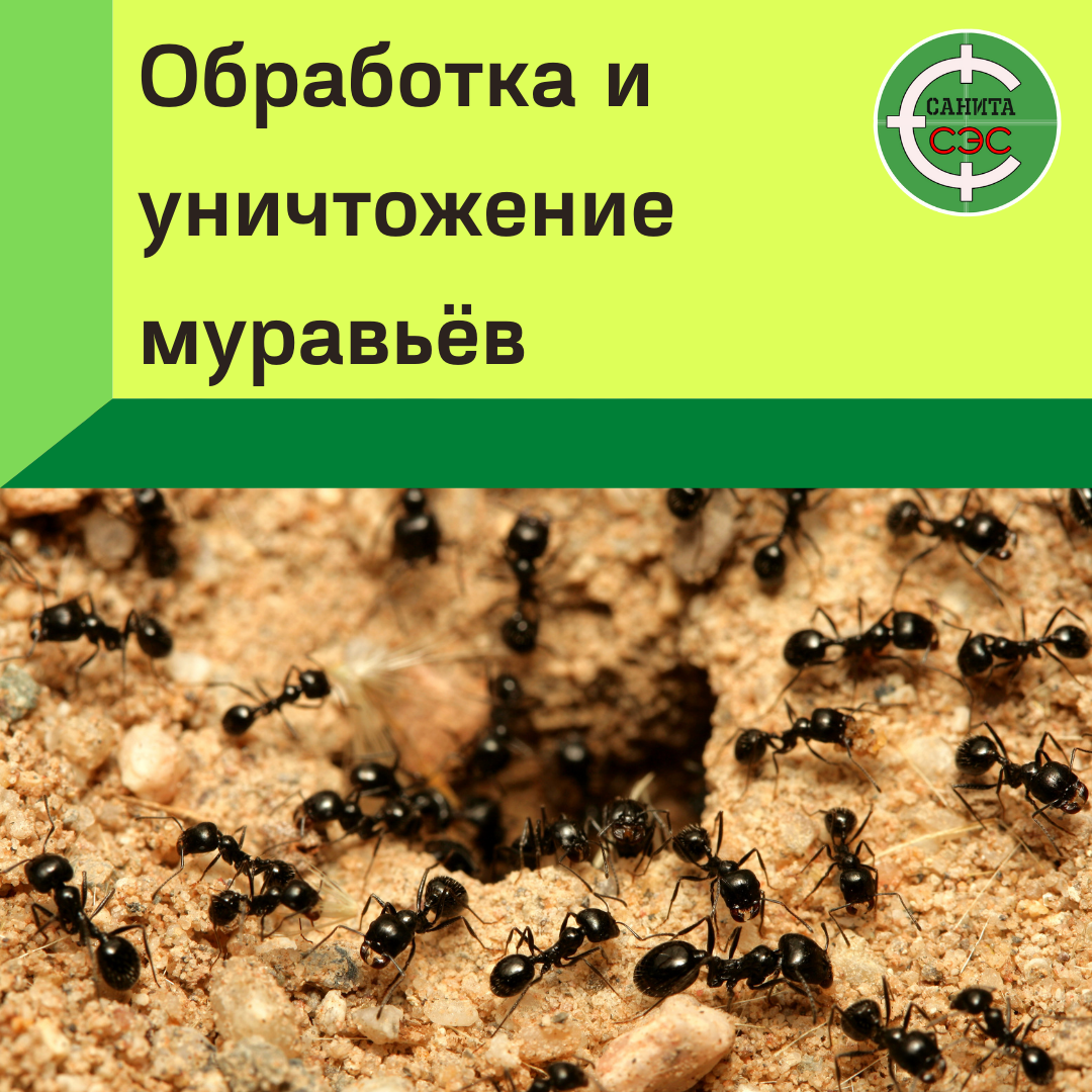 муравейник черных садовых муравьев, муравьи, муравейник муравьи, муравьи колония, фараоновы муравьи муравейник