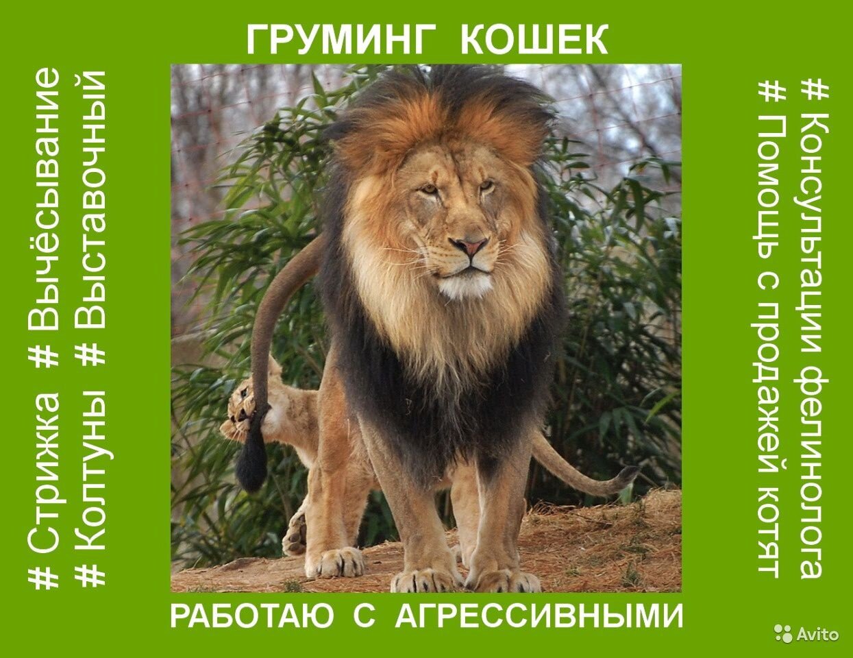животные лев, лев животное, лев львенок, львенок, африканский лев