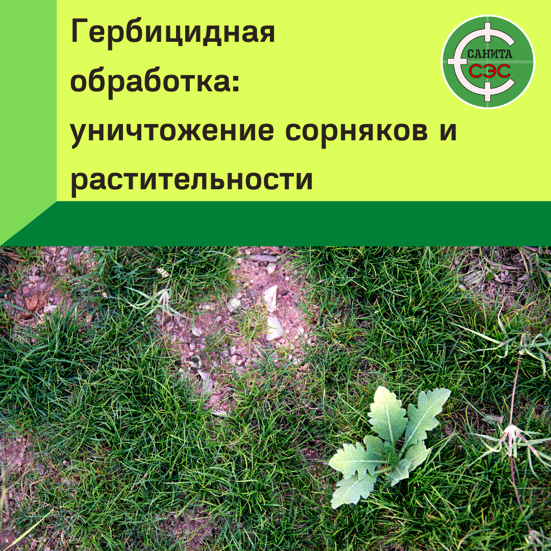 сорняки виды, тенелюбивые растения примеры, сорняки, экологические группы растений, тенелюбивые кустарники
