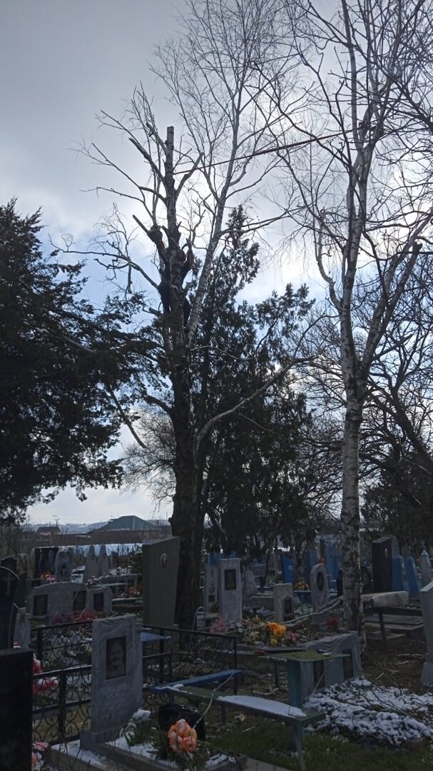 городское кладбище, старые кладбища, новое кладбище, кладбище, дерево
