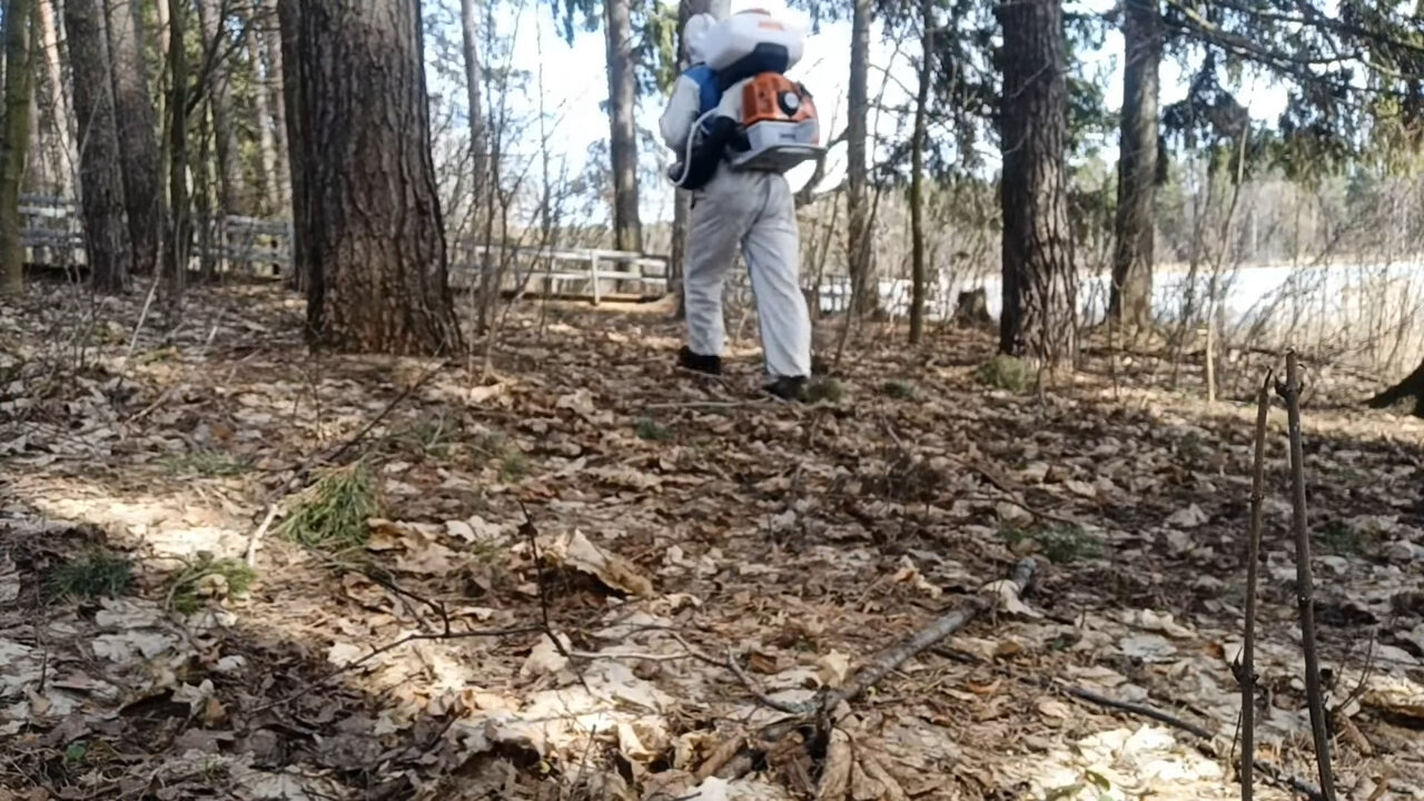 захоронение в лесу, лес, в парк, курган леса, лесная