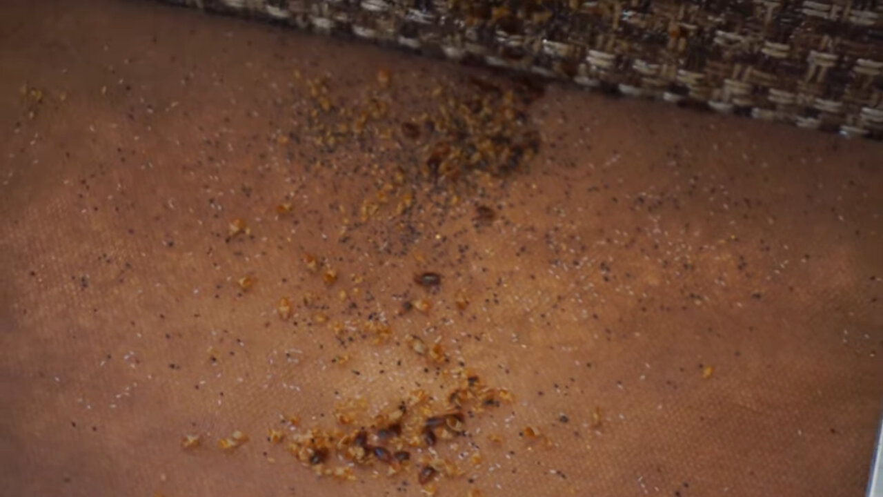 пчелы, улей пчел, домашние клопы, улей пчелиный, долина пчел