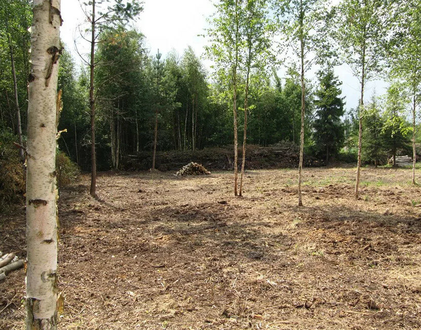 расчистка участков, земельного участка, расчистка участка, участка, betula utilis