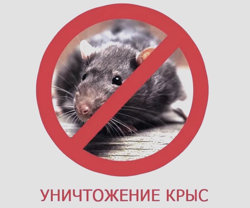 уничтожение грызунов дератизация, уничтожение грызунов, истребление грызунов, от грызунов, дератизация от грызунов