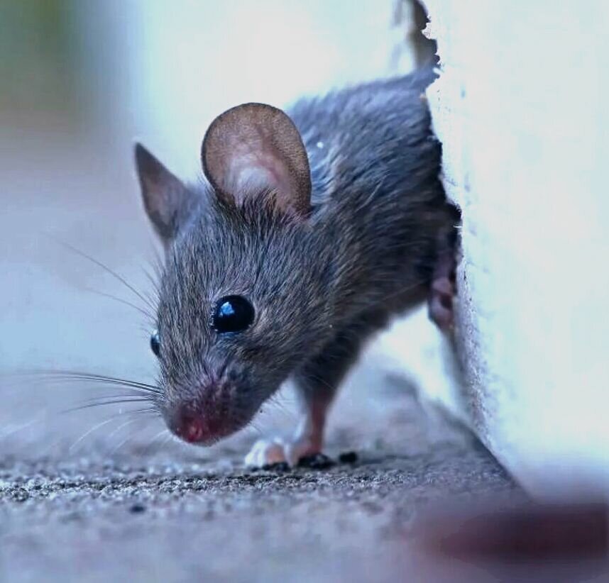 домовая мышь, мышь серая, домовая мышь mus musculus linnaeus, мышь домовая серая, в доме мышь