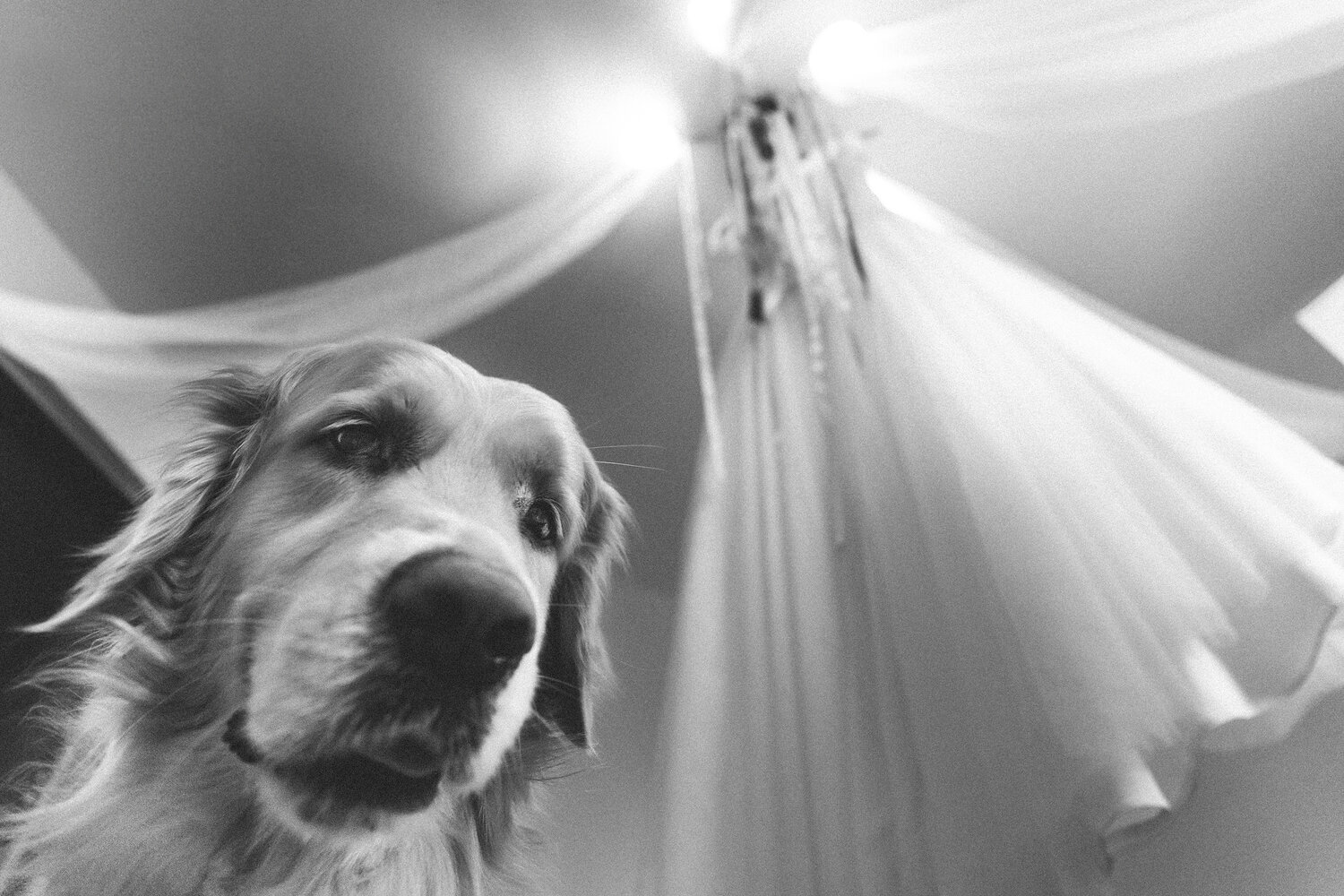 Фотосъёмка животных