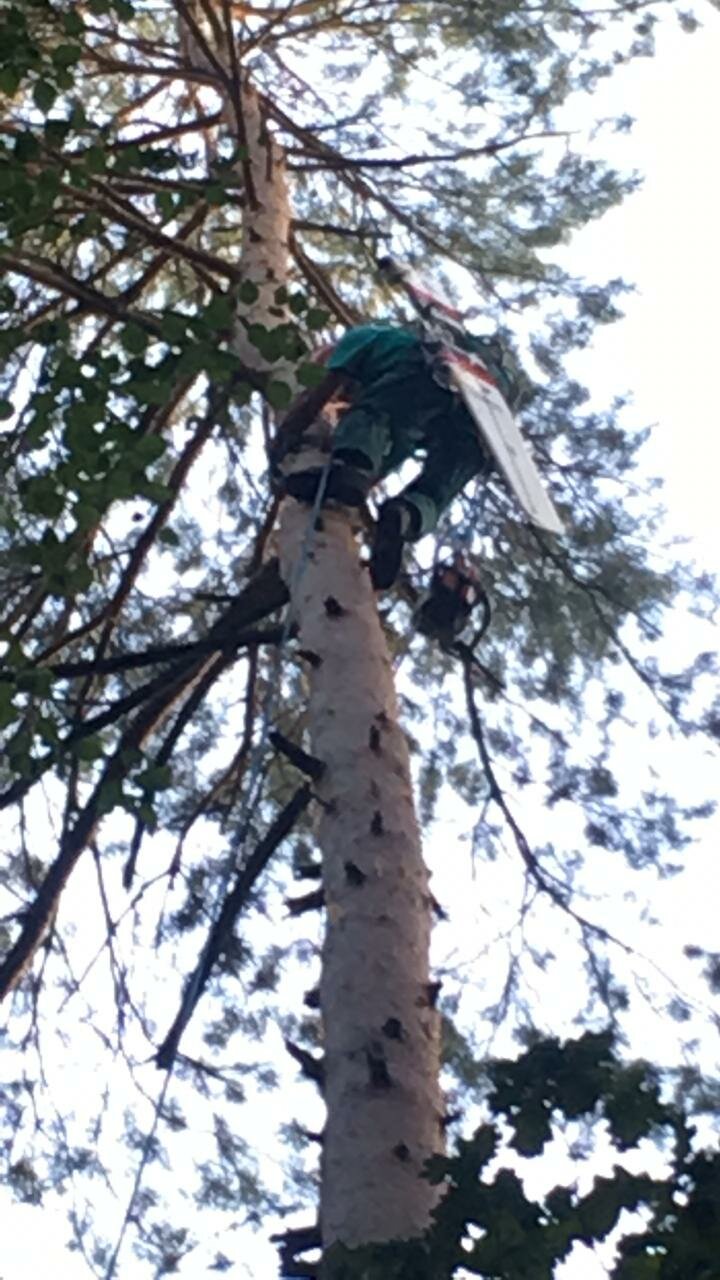 кронирование сосны, кронирование деревьев, кронирование крупномеров, спилить дерево красноярск, арборист