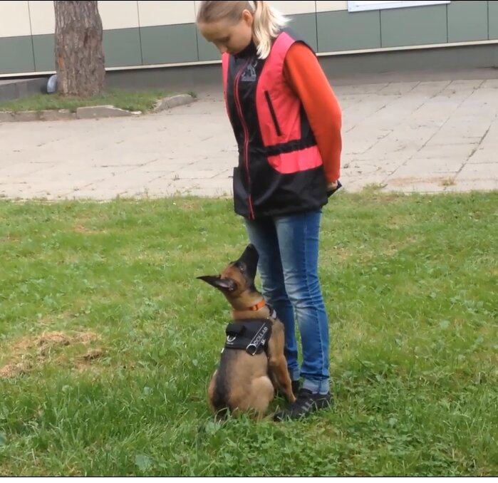 классик аллерт малинуа, малинуа, малинуа с человеком, стелс зерд малинуа, немецкая овчарка выполняет команды