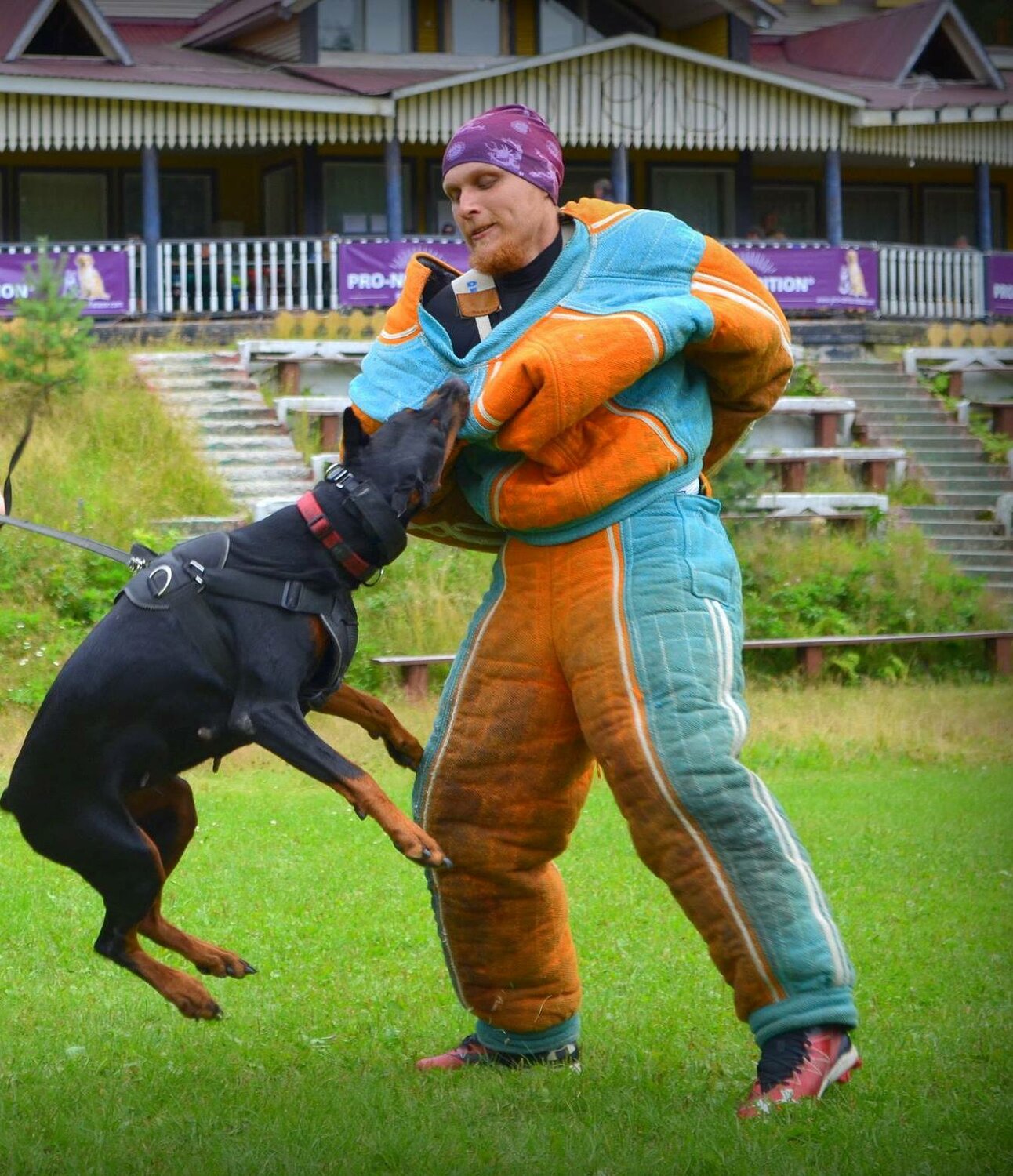 доберман зкс, доберман тренированный, доберман, общий курс дрессировки, доберман в воздухе