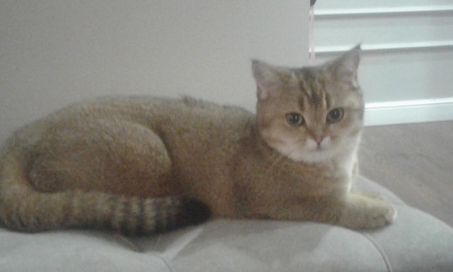 кот, кошка, кошечка, британская короткошёрстная кошка, котик