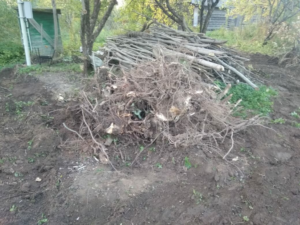 куча веток, сныть для компоста, куча веток постройка, природа, дерев