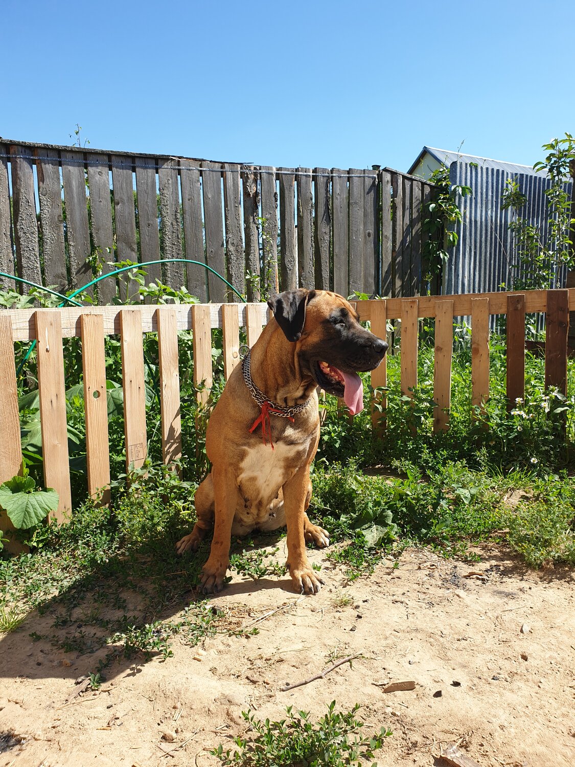 южноафриканский бурбуль метис, южноафриканский бурбуль, бурбуль питбуля, бурбуль, южноафриканский бурбуль купированный