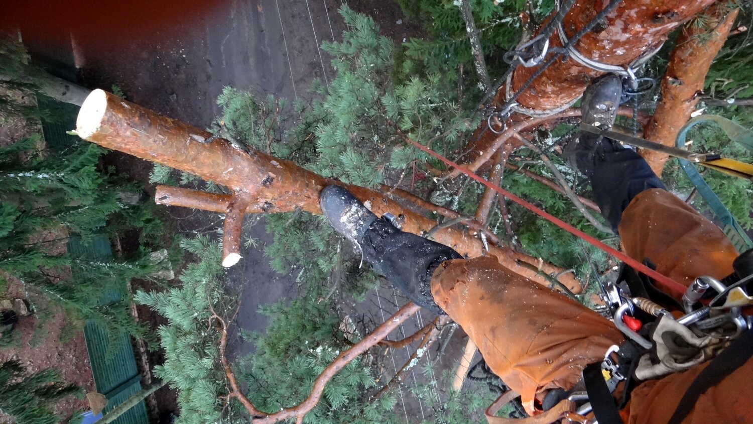 валка деревьев бензопилой, спиливание веток высоких деревьев, спил сосны бензопилой частями от первого лица, валка деревьев, на дереве