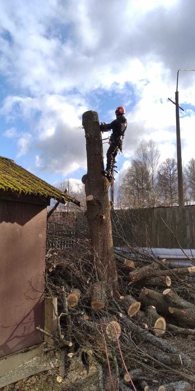 аварийные деревья, спиленное дерево, валка деревьев, кронирование деревьев, спил деревьев владивосток