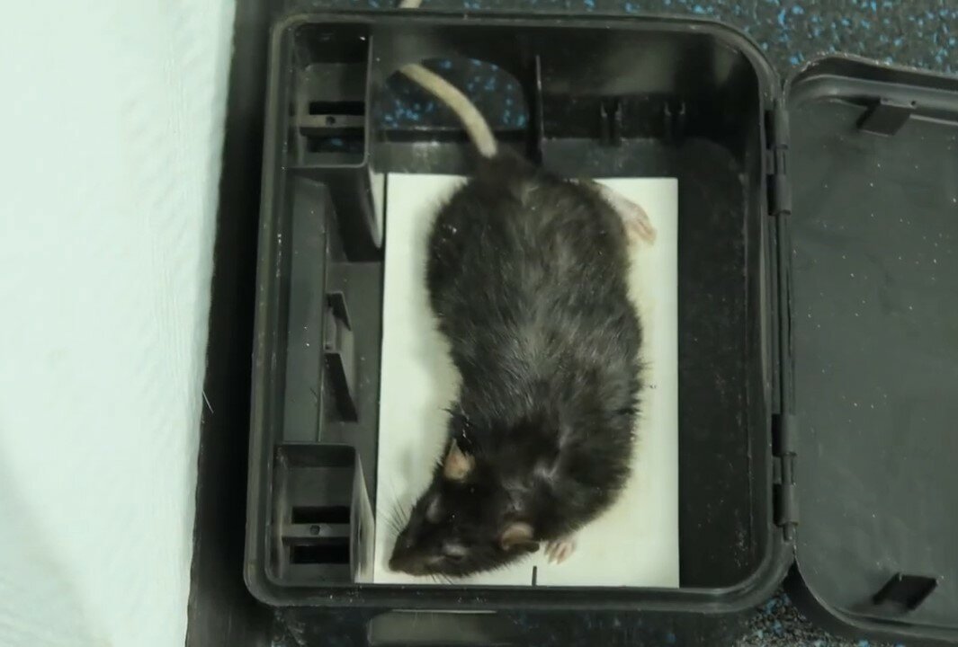 крыса домашняя, крыса, ручные крысы, крысы крысы, залысины у крысы