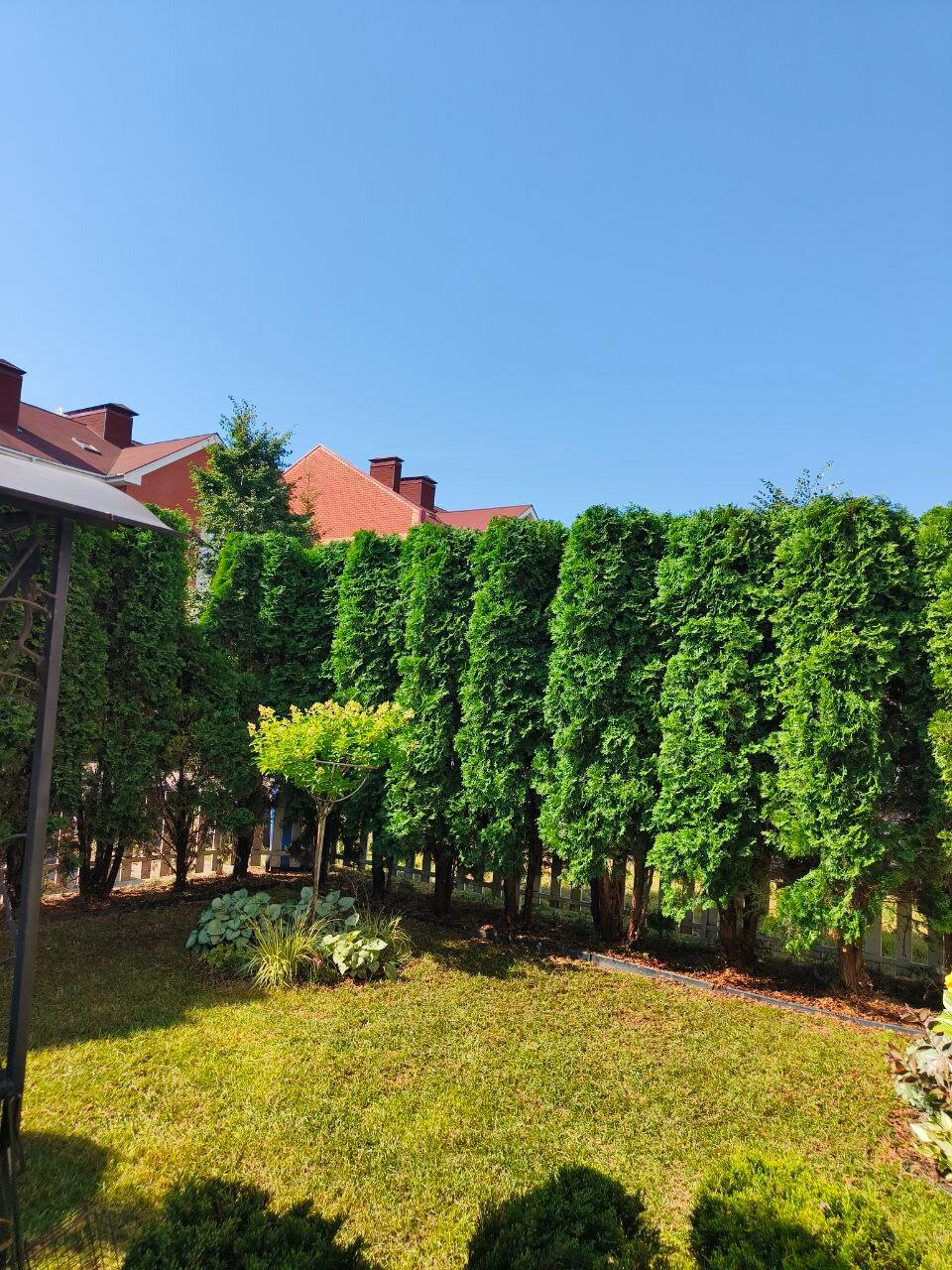 туя брабант живая изгородь, туя западная смарагд, туя западная колумна, туя смарагд живая изгородь, туя западная брабант изгородь