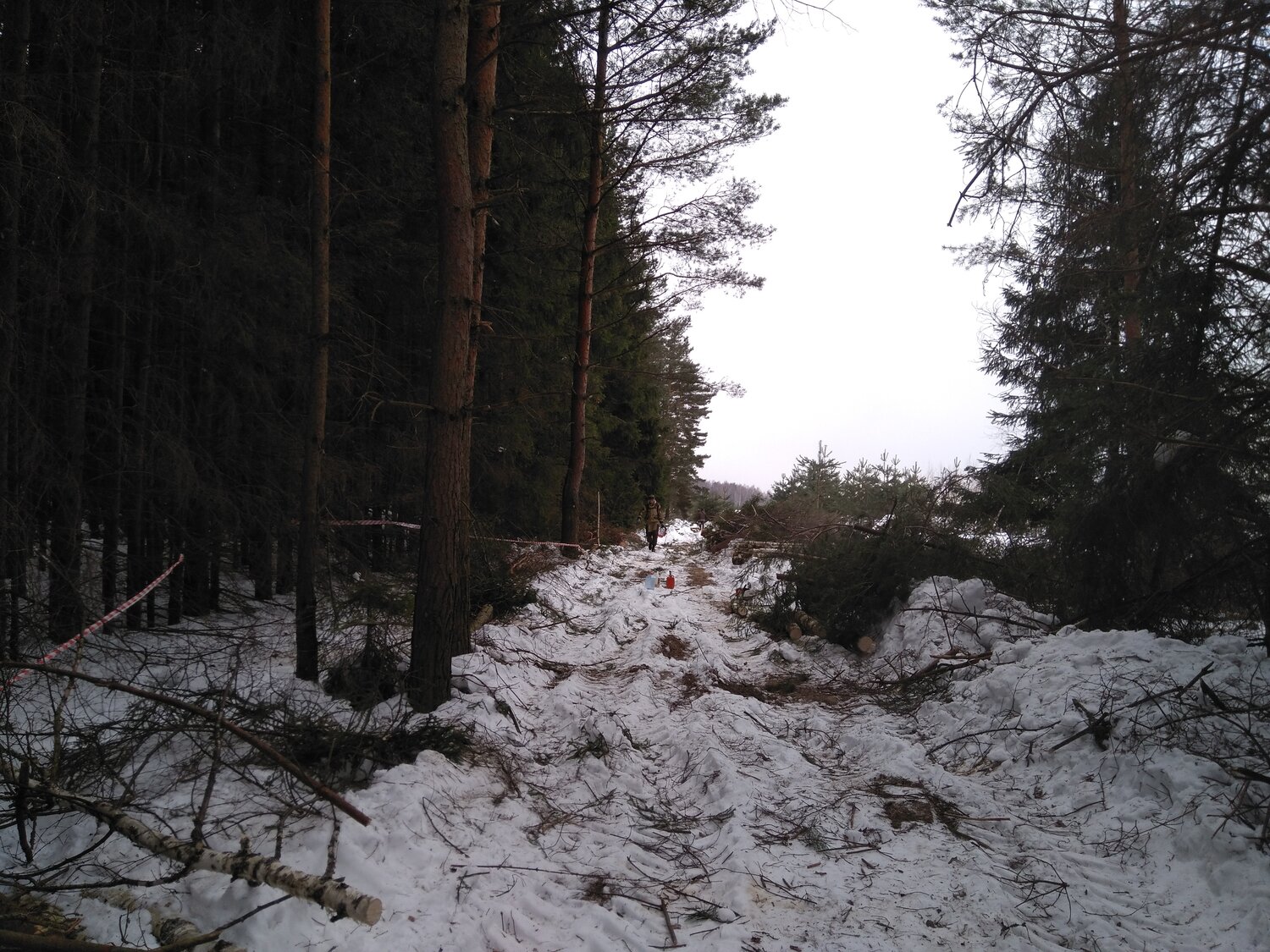 природа, лес, участок, лесной, снег