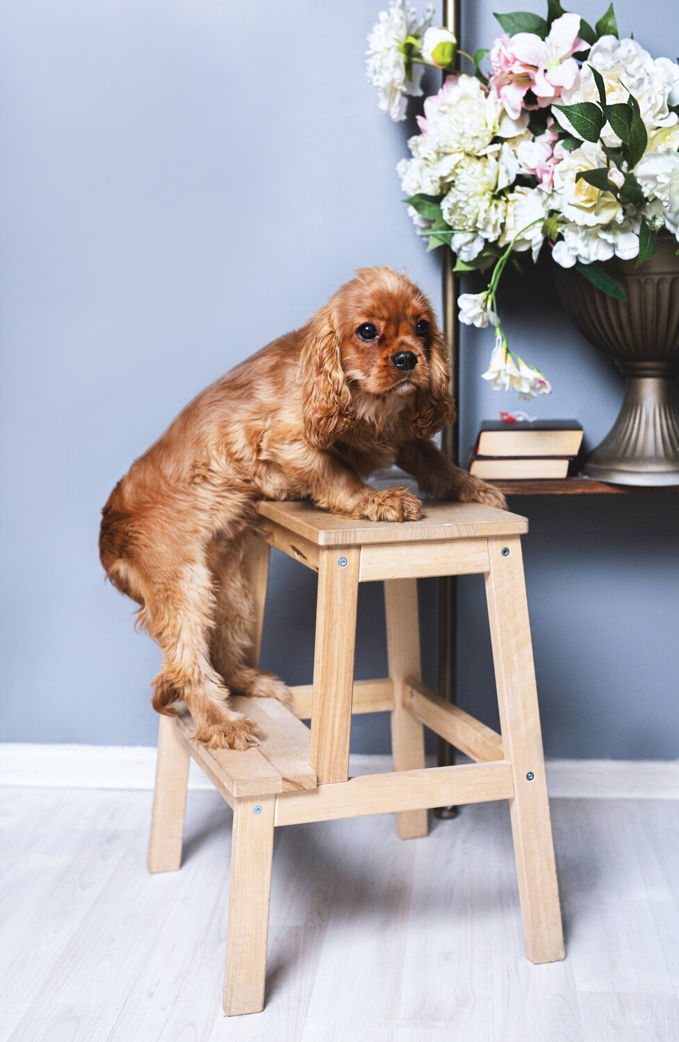 кинг чарльз спаниель, чарльз кокер спаниель, кокер спаниель, кавалер кинг чарльз спаниель рубиновый, американский кокер-спаниель