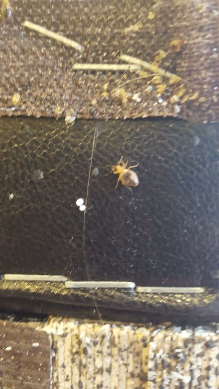 насекомые, клоп, клоп домашний, insect, дождь из клопов в москве