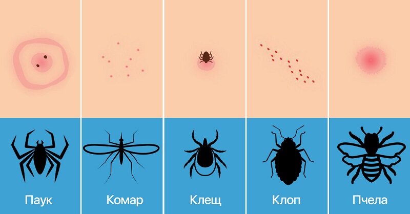 клещи иксодовые клещевой энцефалит, клещ иксодовый, лицо клеща, укусы разных насекомых