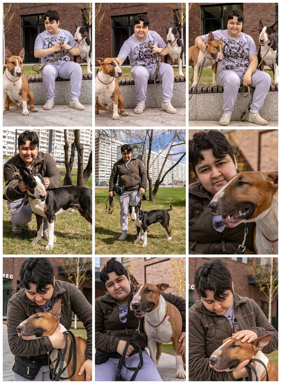 собака в, домашние животные, животные, бездомные животные, dog