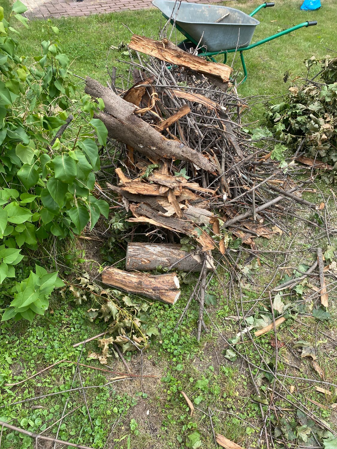 растение, дерево ива, дерево, корни поваленного дерева, сломанное дерево