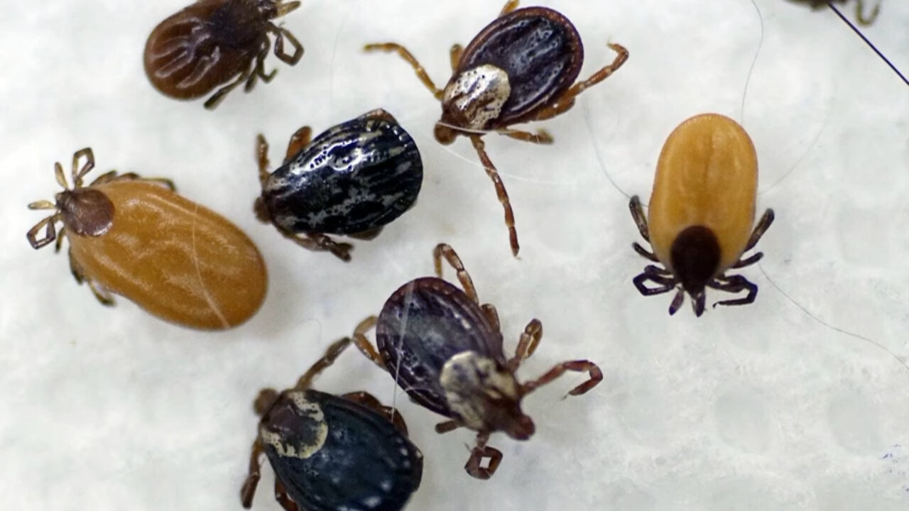 клещ, иксодовые клещи, энцефалитный клещ, энцефалитный клещ иксодовый клещ, клещ энцефалит