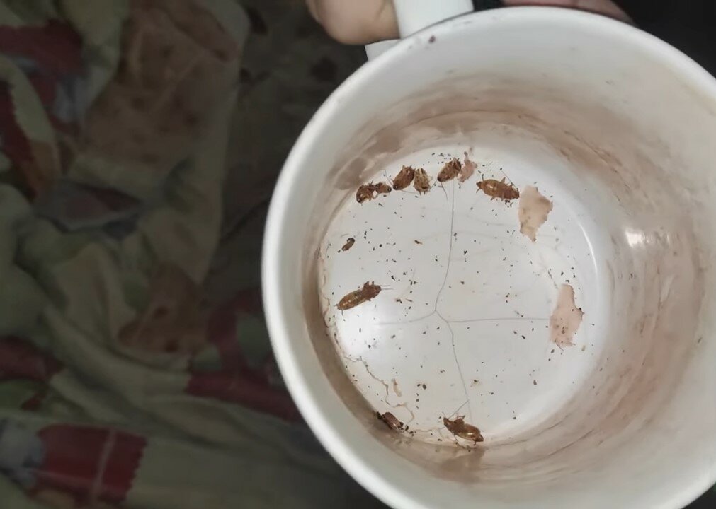 насекомое, таракан в кофе, с тараканов, жучки, таракан в кружке