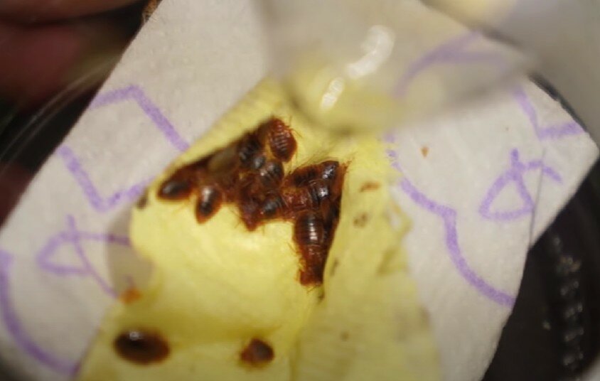 ахатина фулика, насекомое, тараканы и борная кислота с яйцом от тараканов, печенье с осами, какашки тараканов