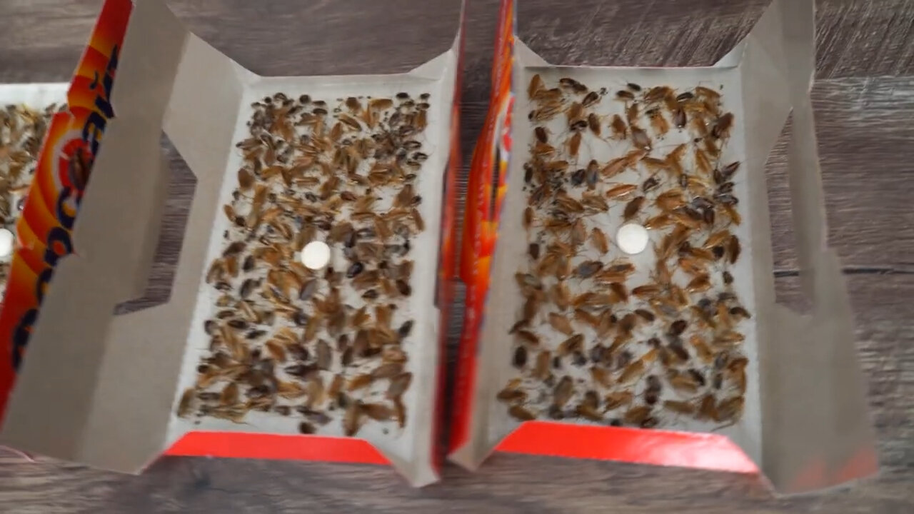 тараканы в квартире, ловушка для тараканов, липкие ловушки для тараканов, таракан, пчеломатки бакфаст