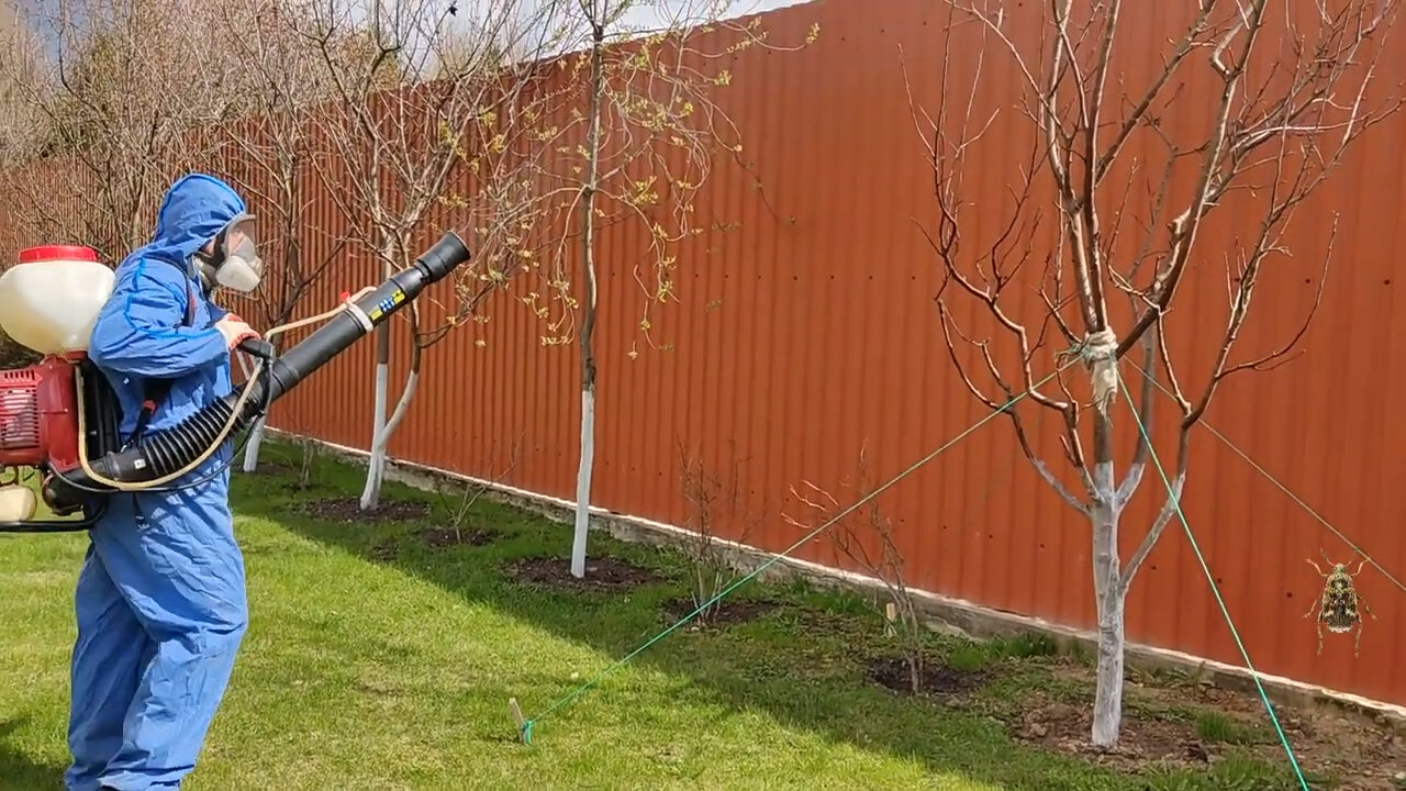 опрыскивание деревьев, медный купорос обработка деревьев яблони, обработка сада, опрыскивание деревьев от тли, медный купорос для обработки деревьев