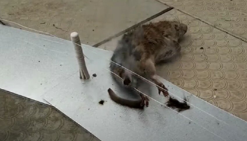 кот, кошечка, кошка, животные, сбитый кот