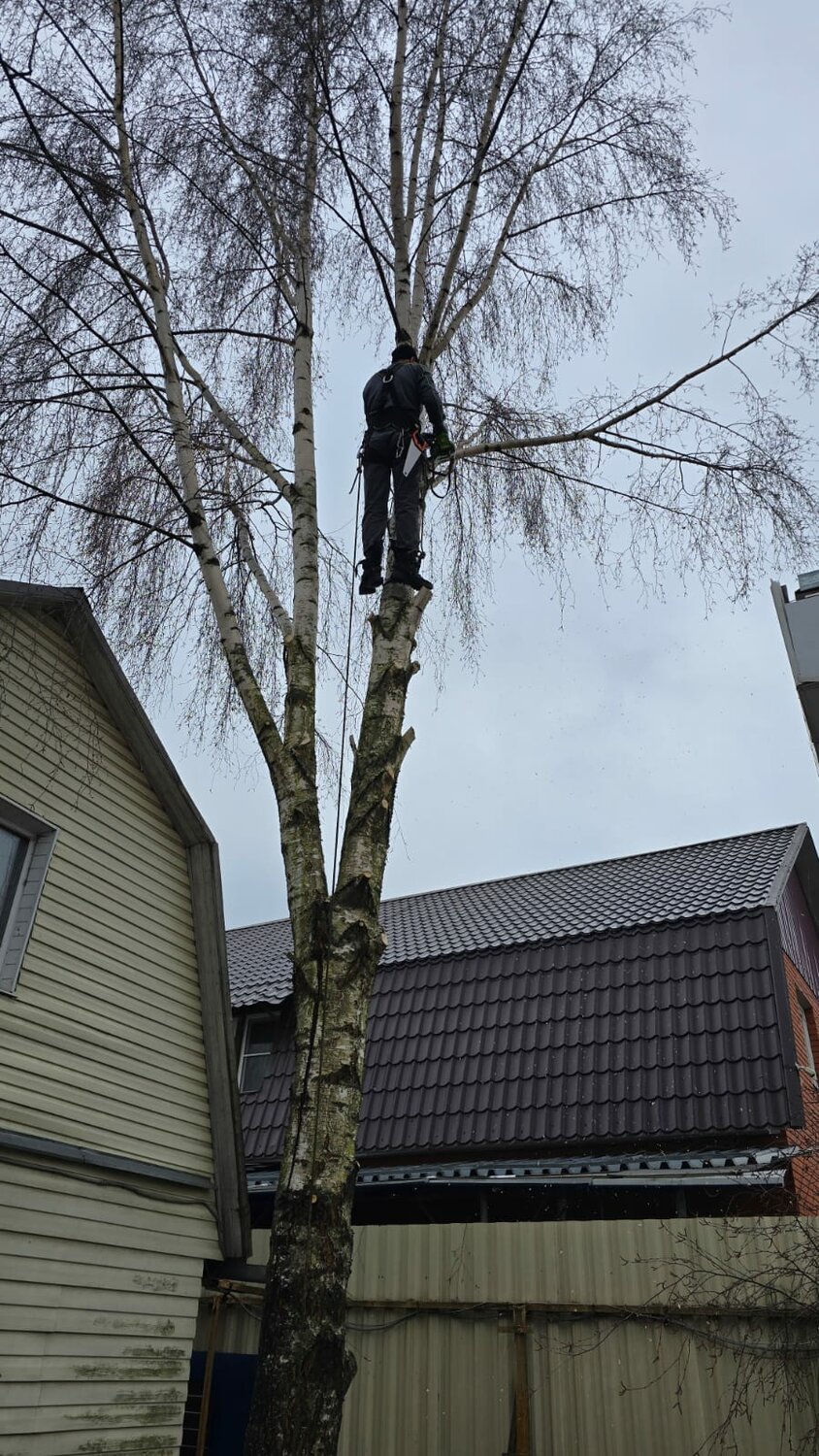 арбористика спил деревьев, обрезка дерева, спиливание деревьев, кронирование деревьев, валка деревьев