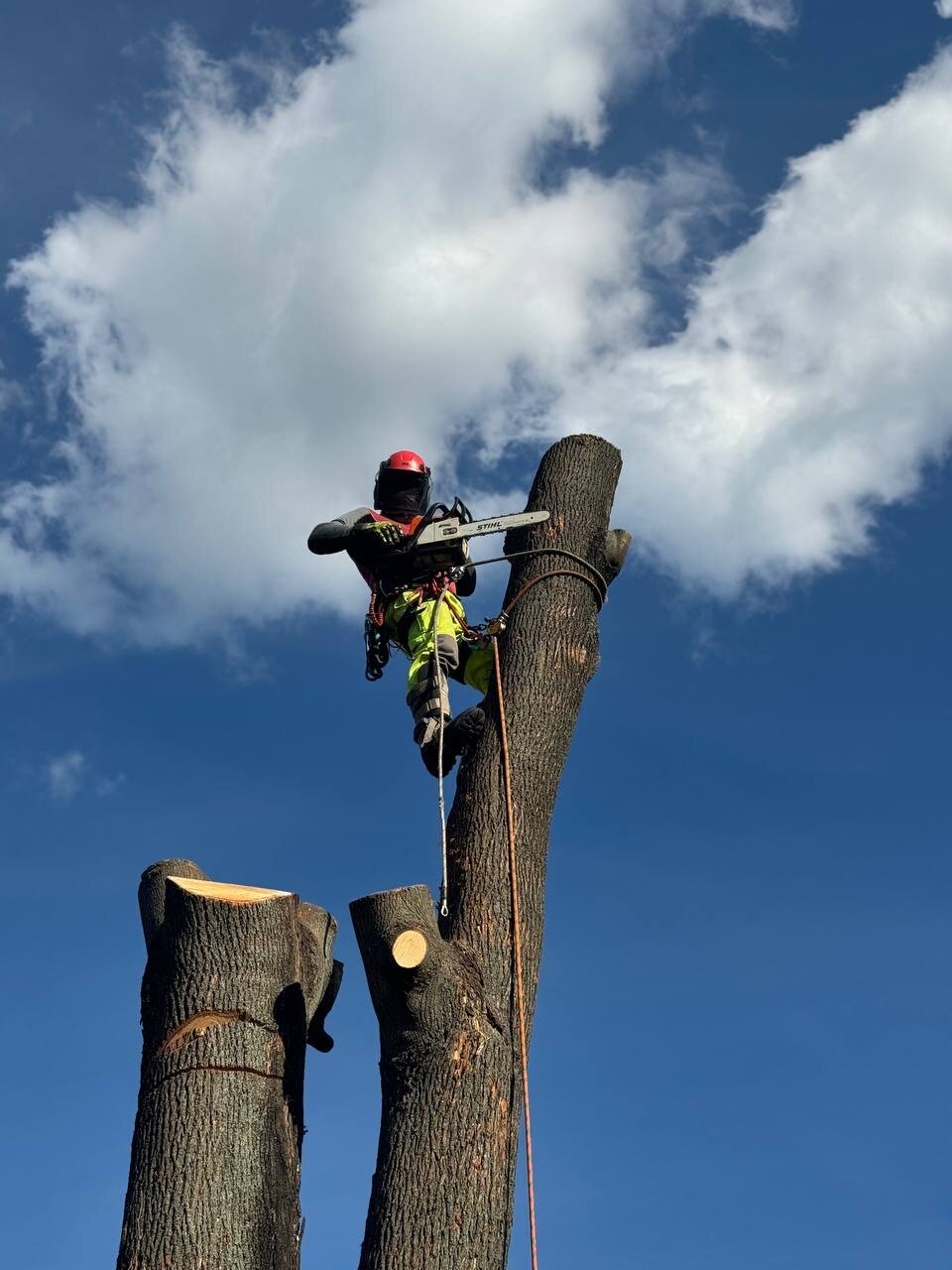 арбористика спил деревьев, валка деревьев, спиливание деревьев, кронирование деревьев, спил деревьев