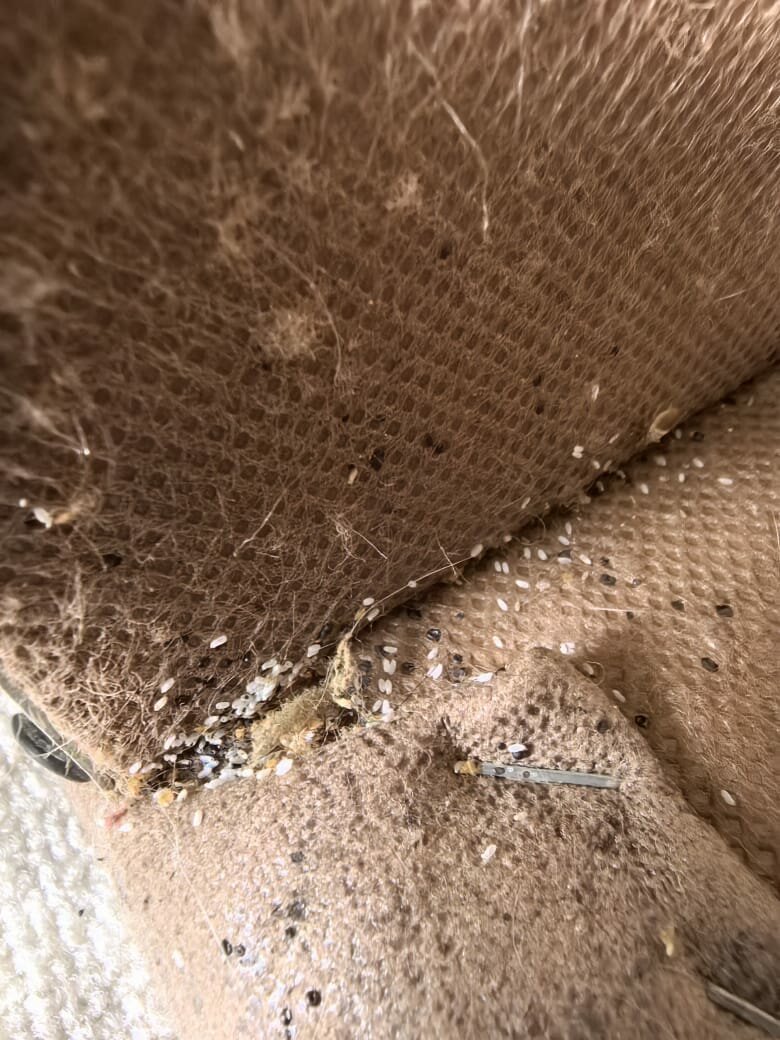 клоп в диване, клоп в квартире, клоп в матрасе, клопы на мебели, следы от клопов на мебели