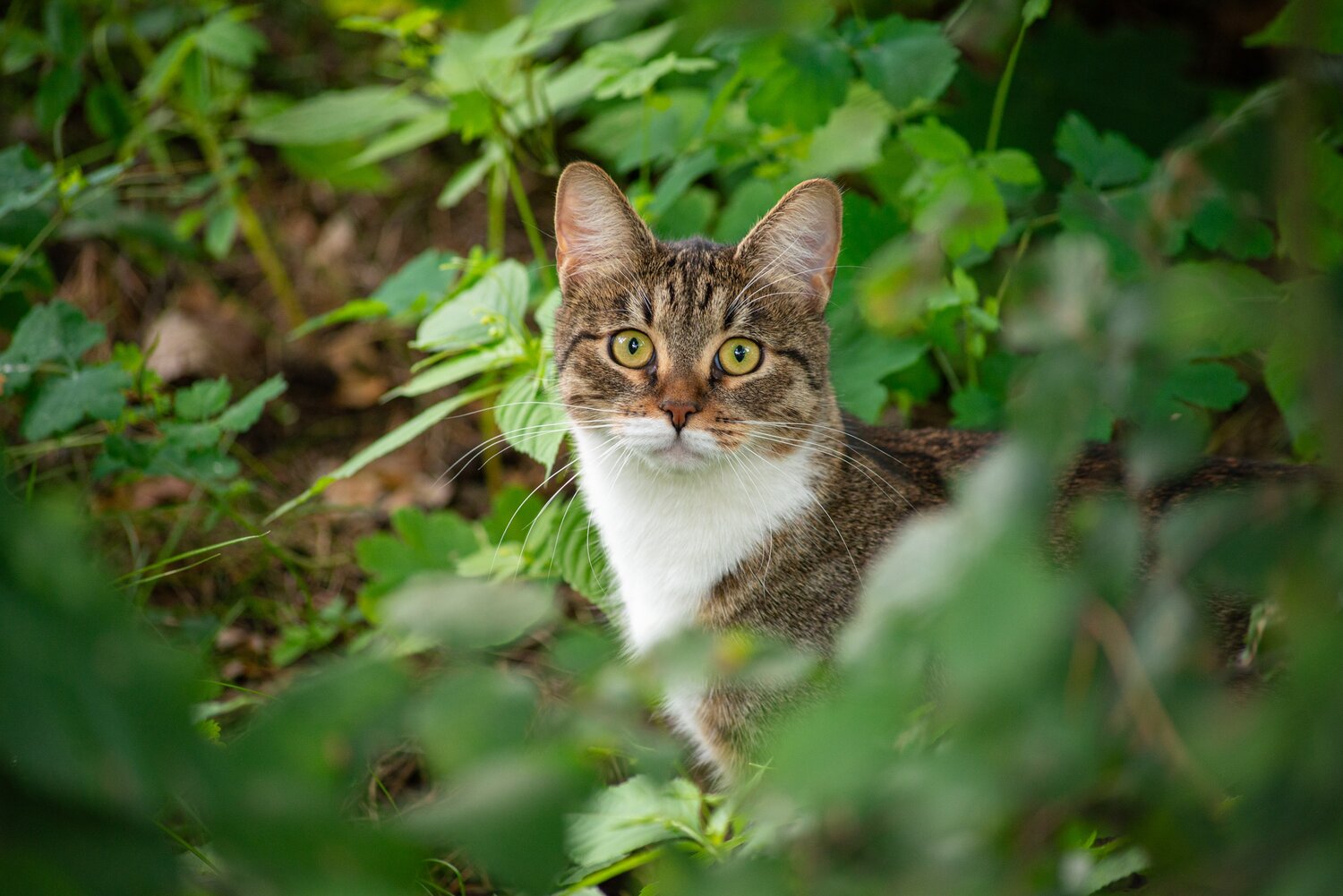 кошка, котик, кот в кустах, кошка кошка, кот в траве