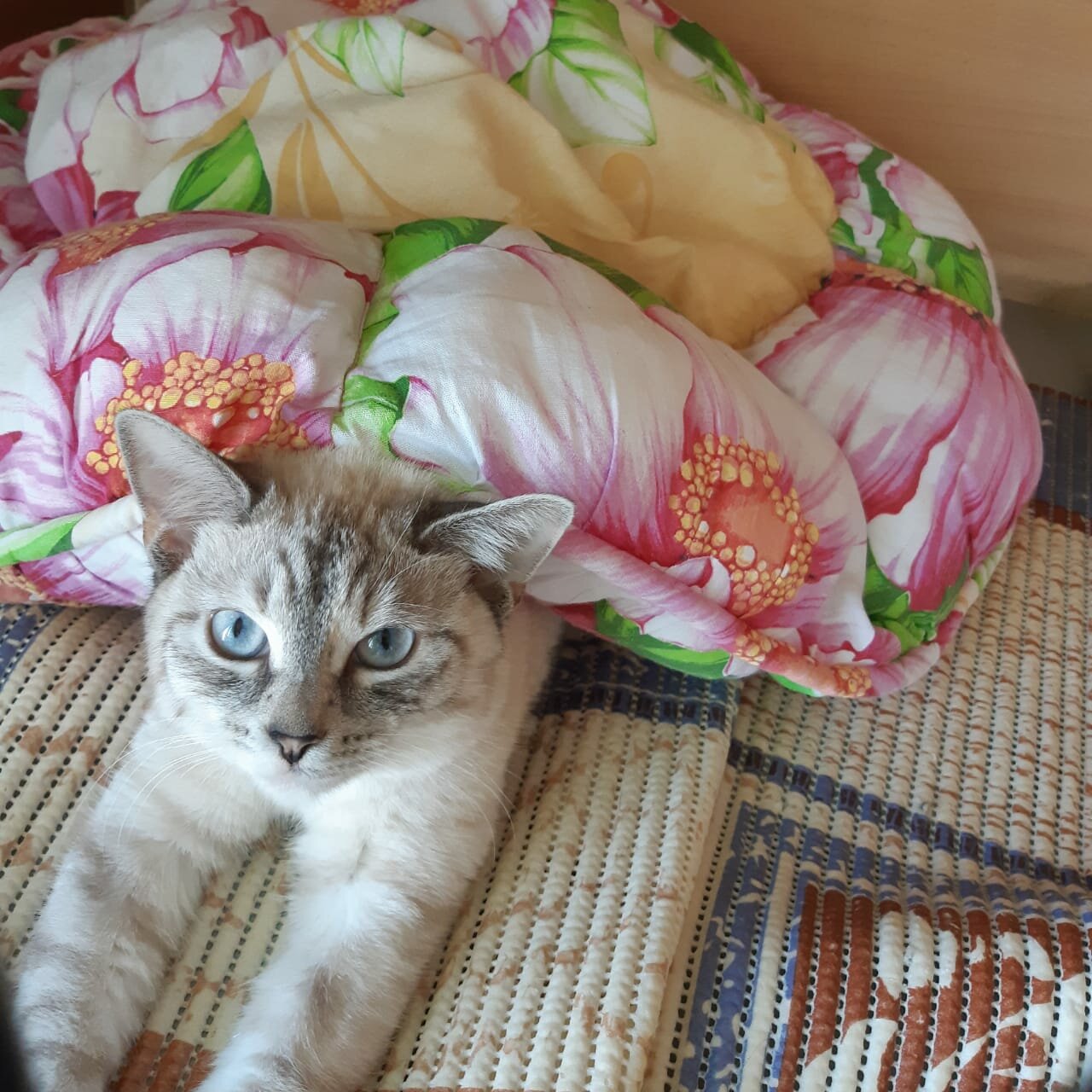 кот, кошечка, котик, кошка, любимые кошки