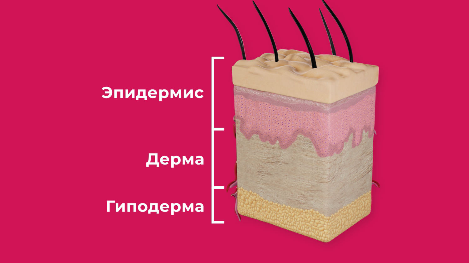 слой 1) эпидермис 2) дерма 3) гиподерма, слой кожи эпидермис дерма гиподерма, строение кожи эпидермис дерма, кожа эпидермис дерма гиподерма, эпидермис
