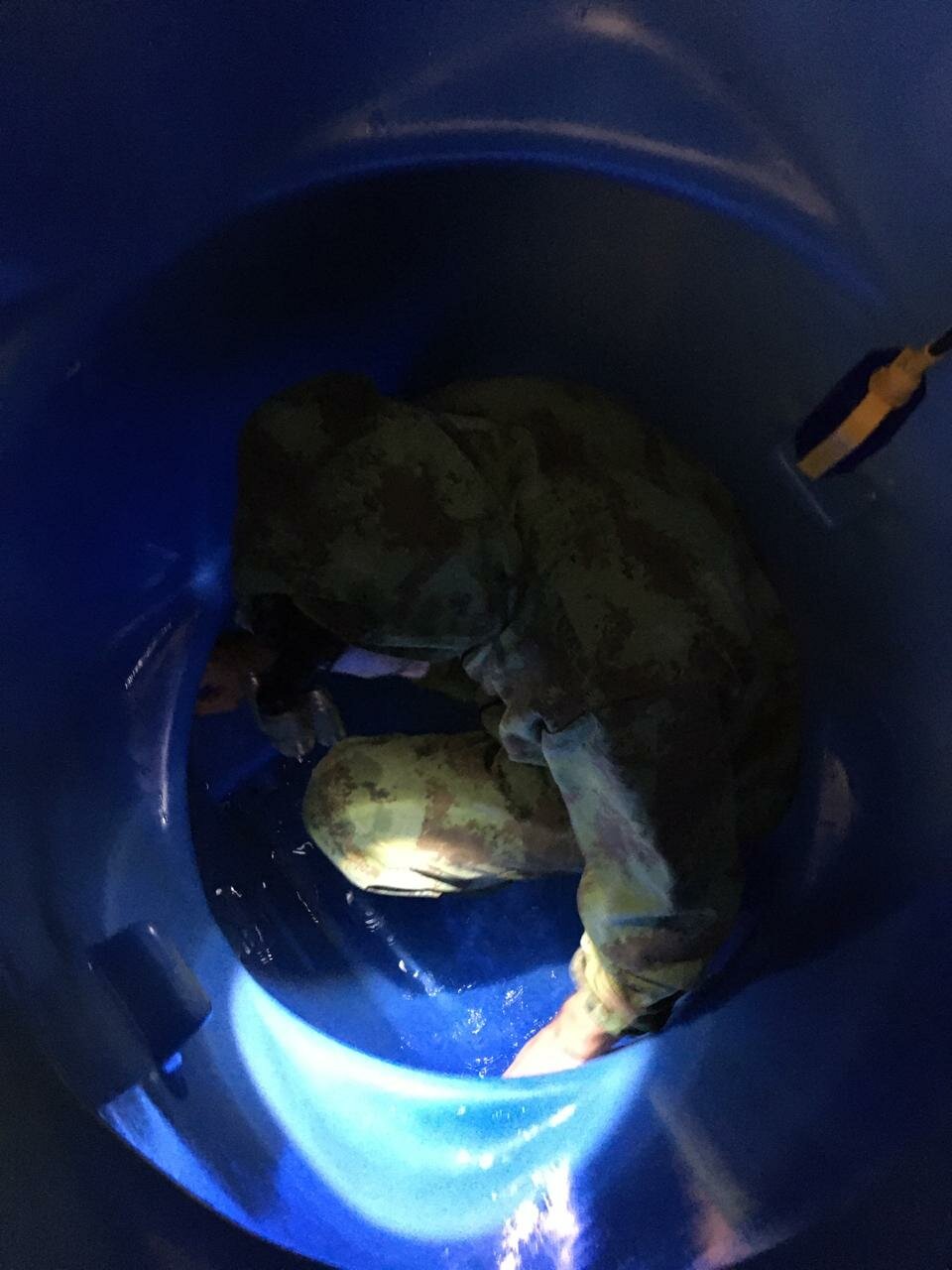 черепаха, мягкотелые черепахи, рыба, turtle, аквариум