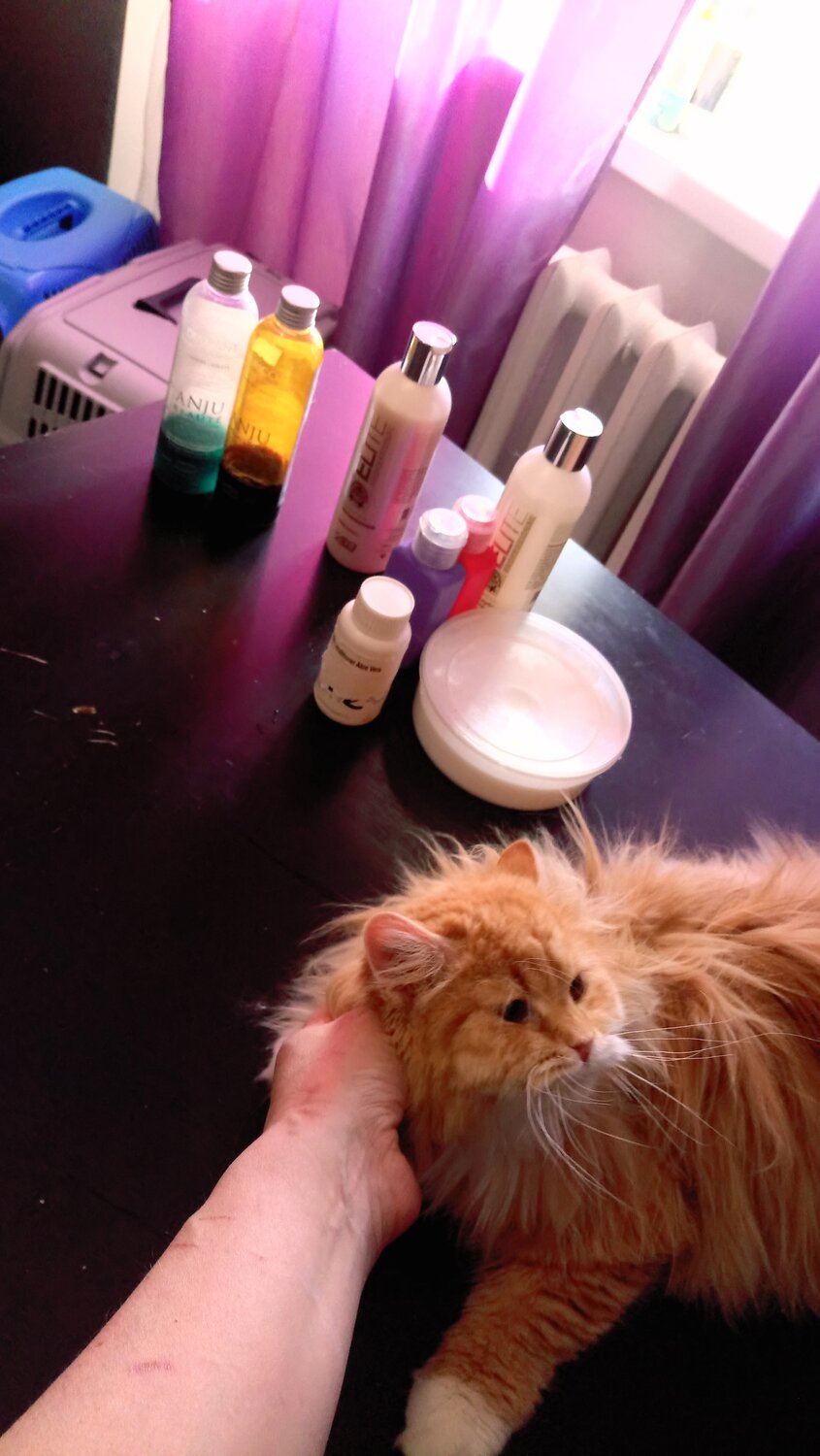 кошка, котики, игривый кот, рыжий кот, кошечка