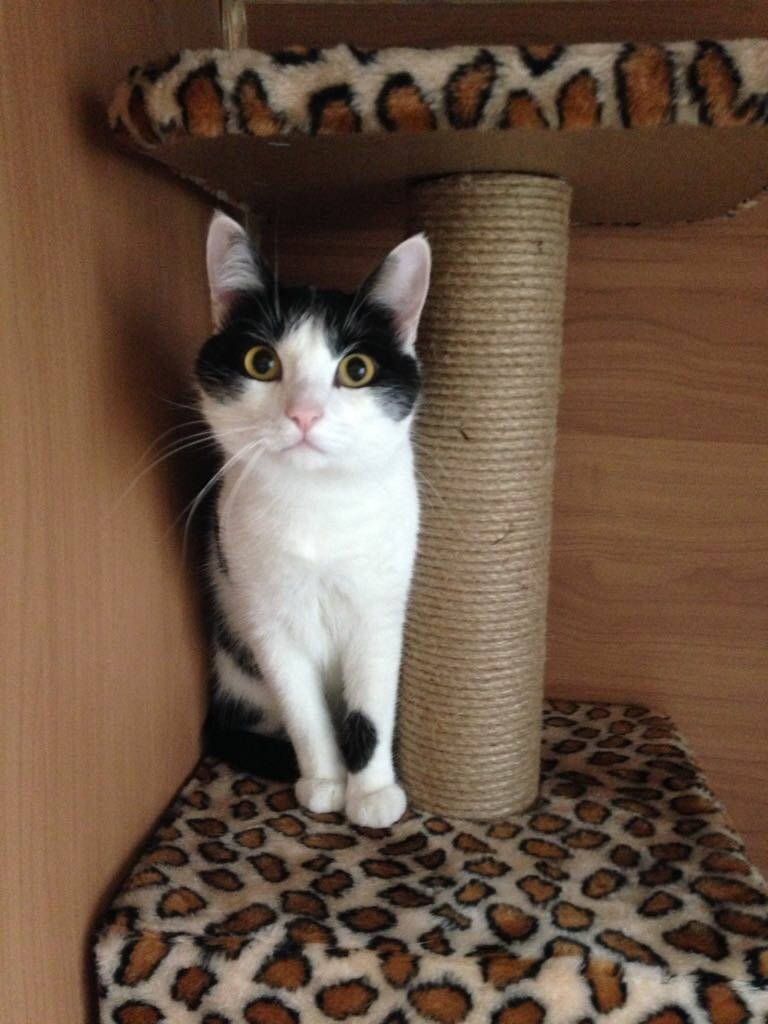 кошка, котики, кот, коты, кошечка