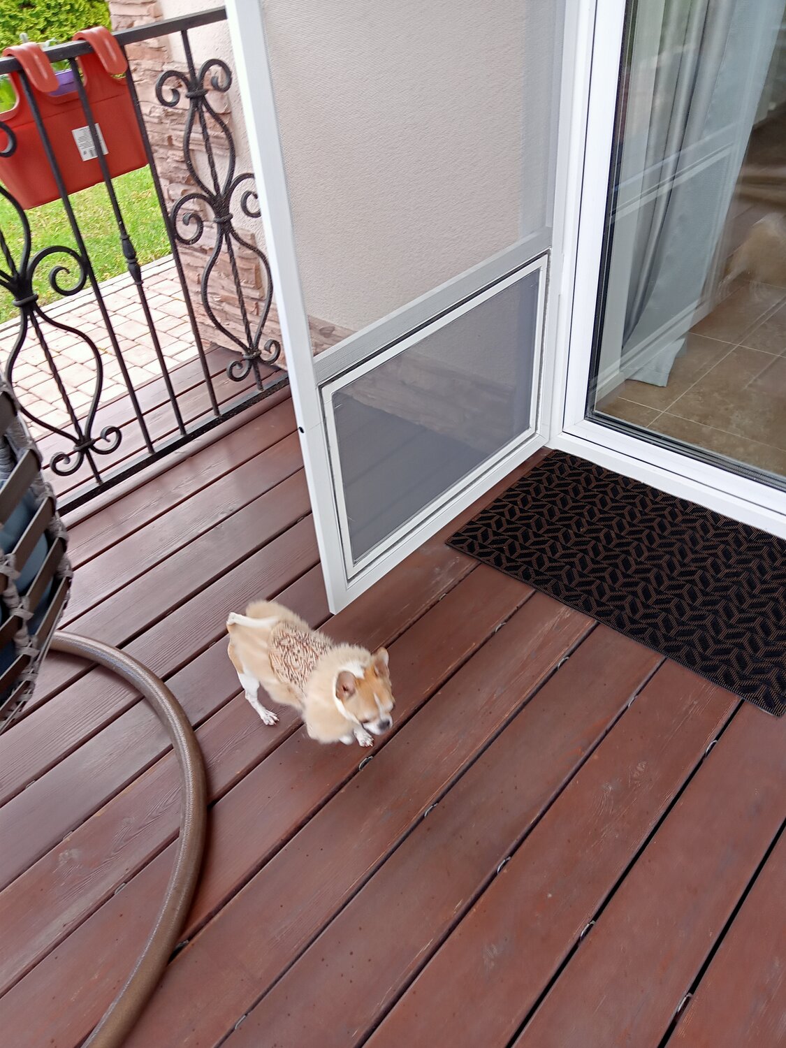 кошка, котик, животные кошки, кот, западно сибирская лайка
