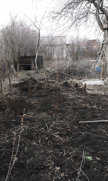 растение, участок, дача, дача дом, дачные участки
