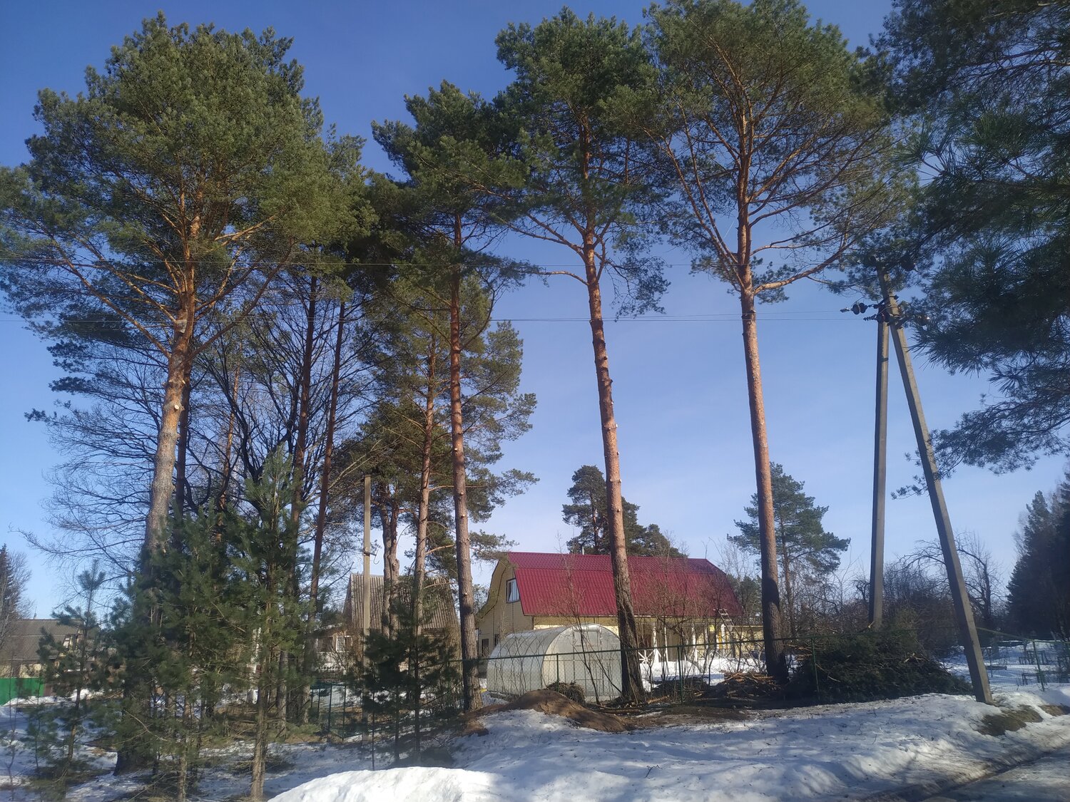 сосна, сосна обыкновенная, сосна лесная, дерево сосна, высокая сосна