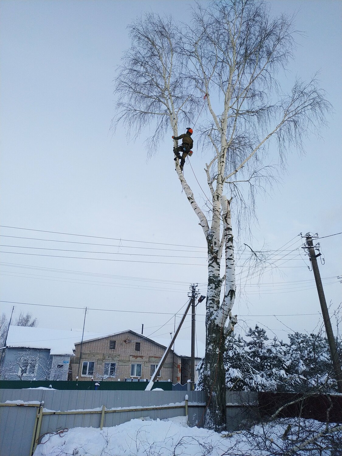 аварийные деревья, дерево, спиленная береза, береза, спил березы