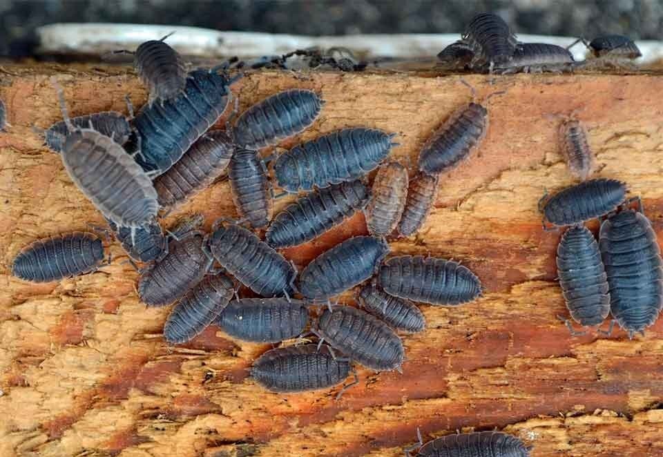 мокрица самка, мокрица жук, мокрицы porcellio scaber, porcellio, насекомые
